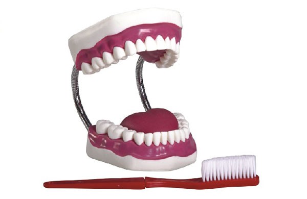 Diş Modeli