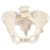 Kadın Pelvis Modelleri
