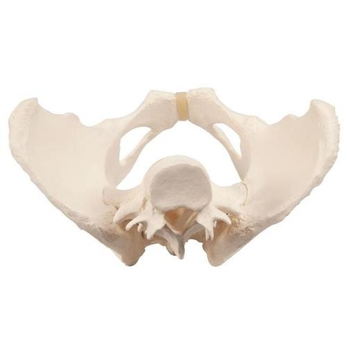 Kadın Pelvis Modelleri