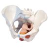Kadın Pelvis Modelleri