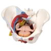 Kadın Pelvis Modelleri