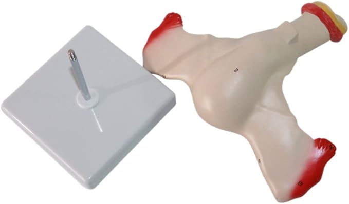 Uterus Maketi